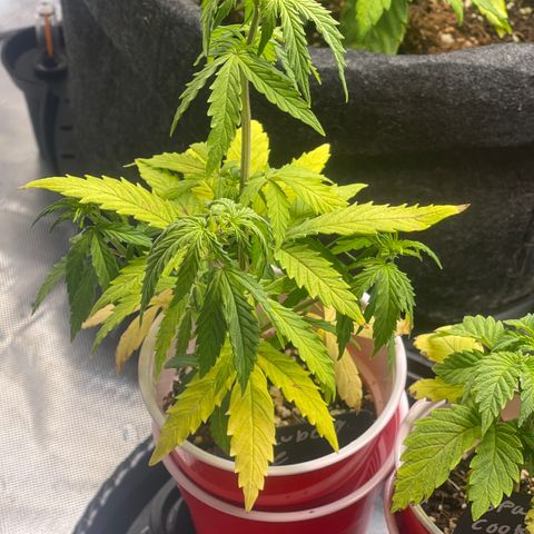 Strawberry Pie growlog timeline photo