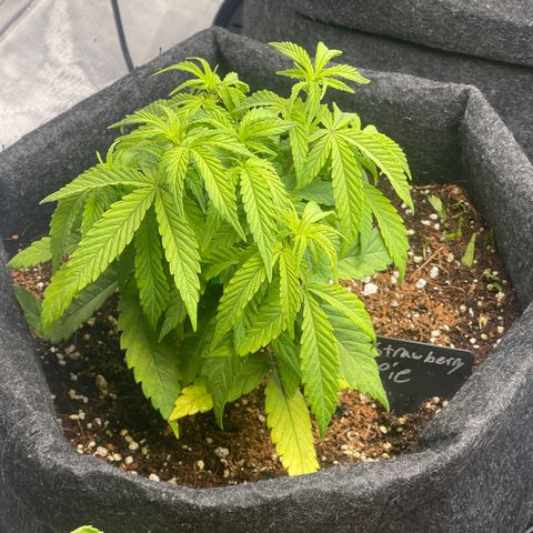Strawberry Pie growlog timeline photo