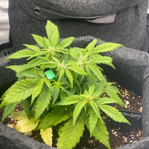 Strawberry Pie growlog timeline photo