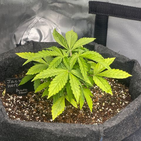 Jack Herer Auto growlog timeline photo