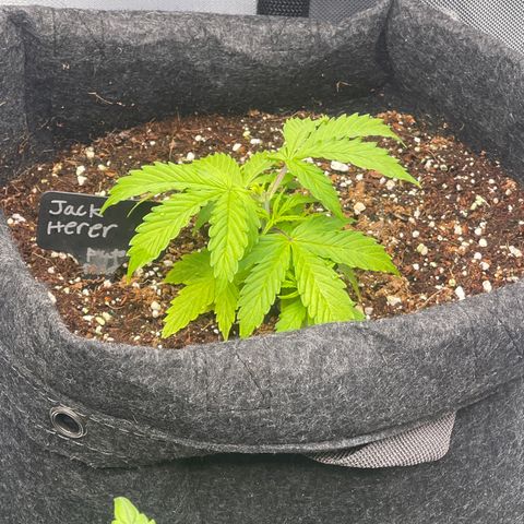 Jack Herer Auto growlog timeline photo