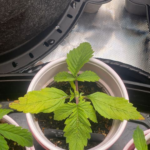 Sour Diesel #2 growlog timeline photo