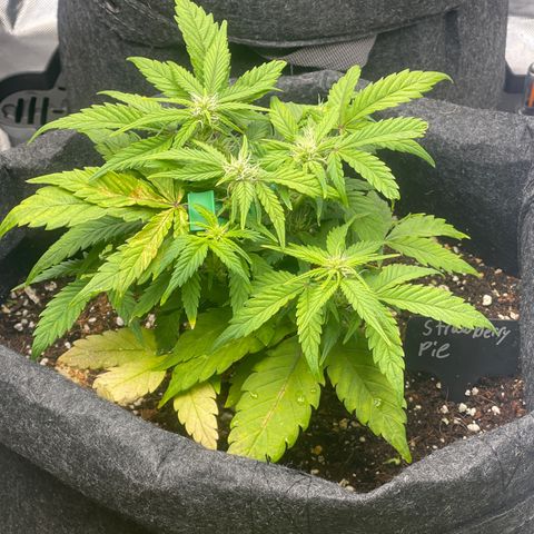 Strawberry Pie growlog timeline photo