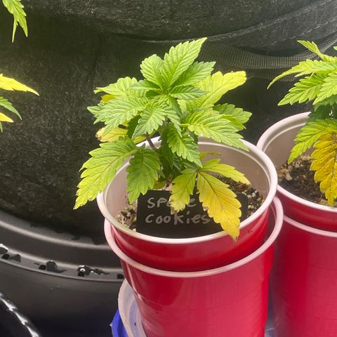 Space Cookies growlog timeline photo