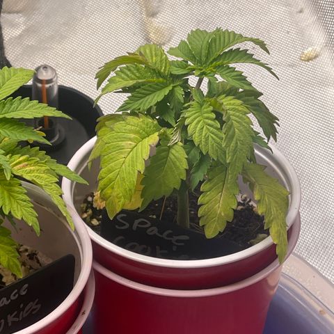 Space Cookies growlog timeline photo