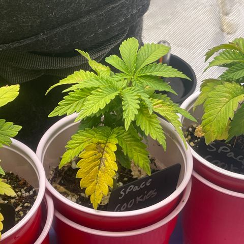 Space Cookies growlog timeline photo