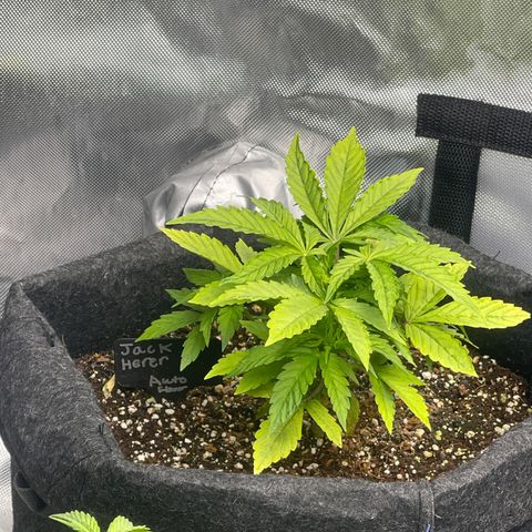 Jack Herer Auto growlog timeline photo