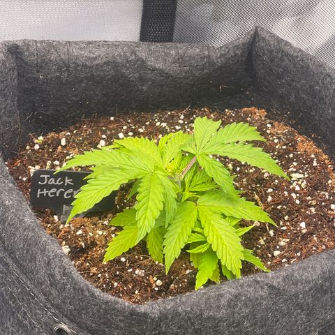 Jack Herer Auto growlog timeline photo