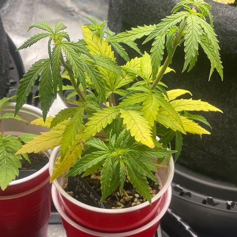 Strawberry Pie growlog timeline photo