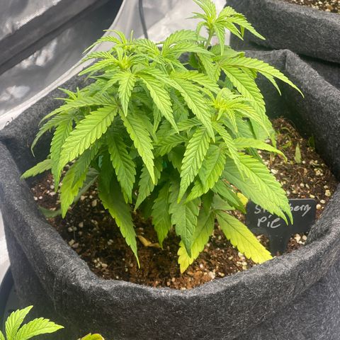 Strawberry Pie growlog timeline photo