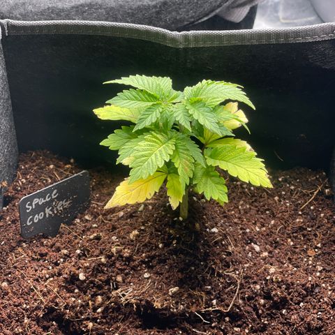 Space Cookies growlog timeline photo