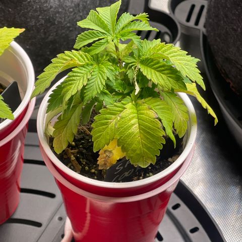Space Cookies growlog timeline photo