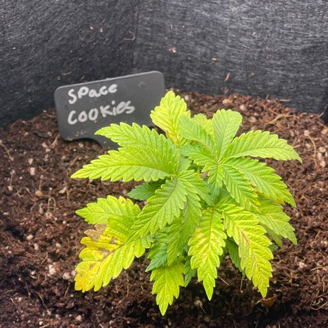 Space Cookies growlog timeline photo