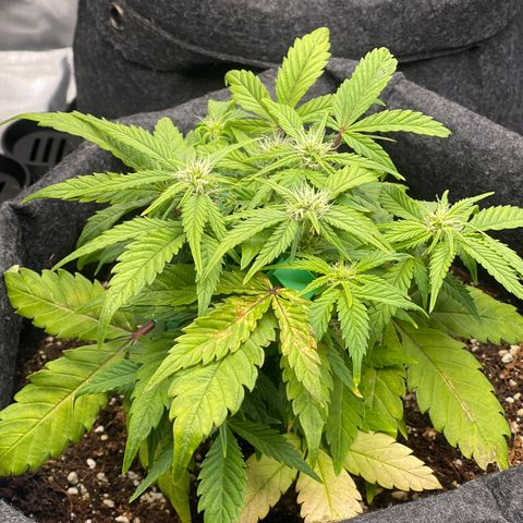 Strawberry Pie growlog timeline photo