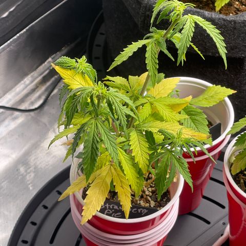 Strawberry Pie growlog timeline photo