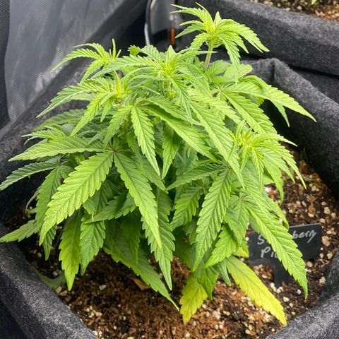 Strawberry Pie growlog timeline photo