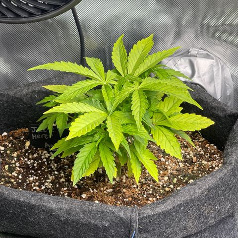 Jack Herer Auto growlog timeline photo