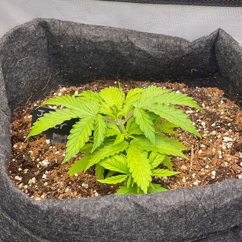 Jack Herer Auto growlog timeline photo