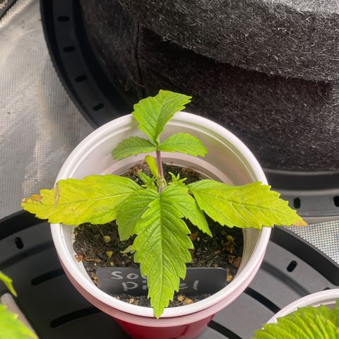 Sour Diesel #2 growlog timeline photo