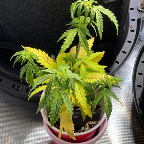 Strawberry Pie growlog timeline photo