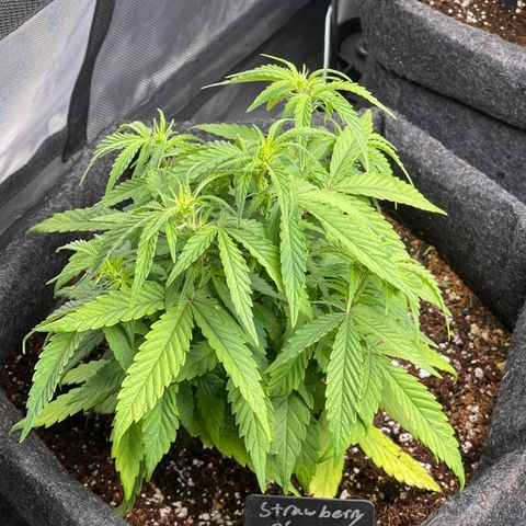Strawberry Pie growlog timeline photo