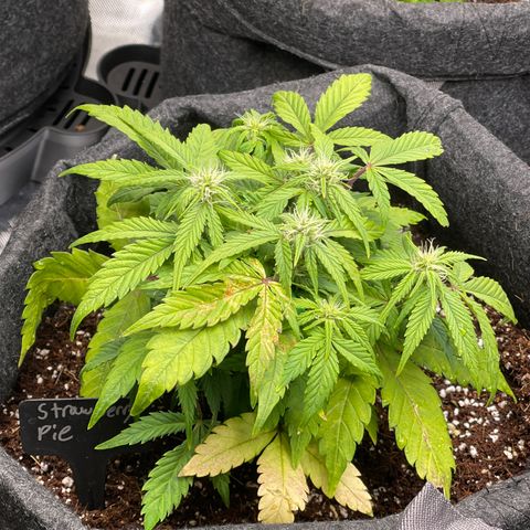 Strawberry Pie growlog timeline photo