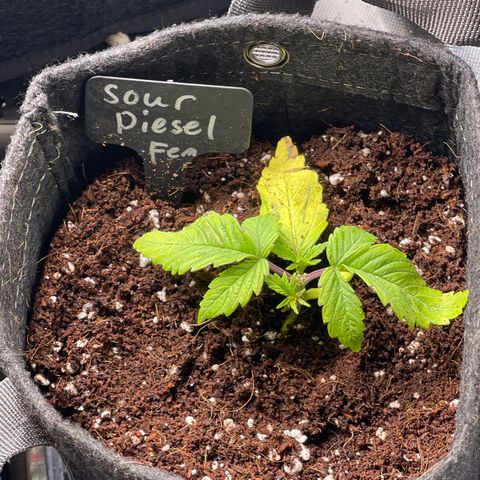 Sour Diesel #2 growlog timeline photo