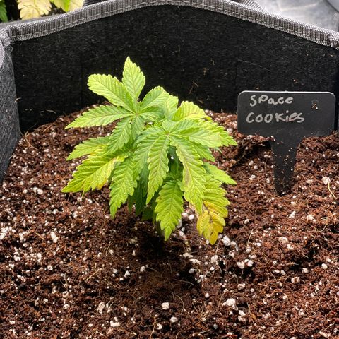 Space Cookies growlog timeline photo