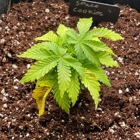 Space Cookies growlog timeline photo
