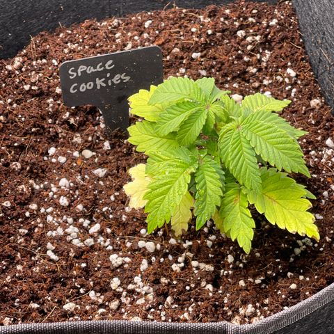 Space Cookies growlog timeline photo