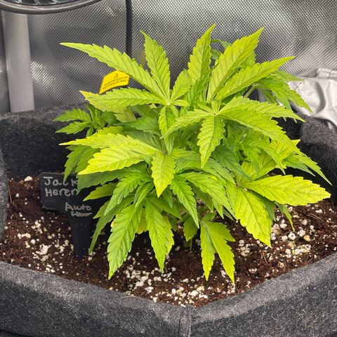 Jack Herer Auto growlog timeline photo
