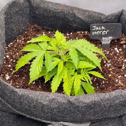Jack Herer Auto growlog timeline photo