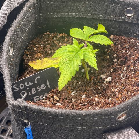 Sour Diesel #2 growlog timeline photo