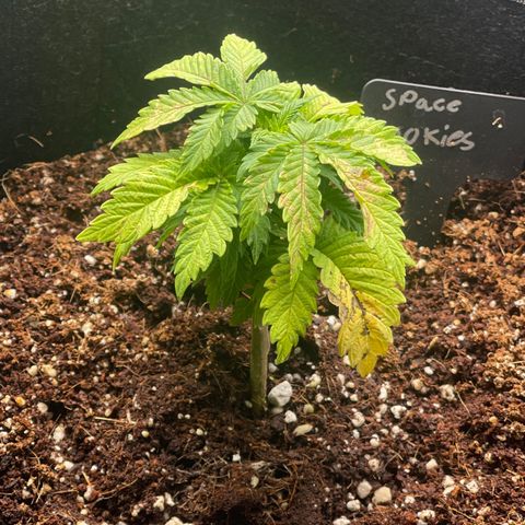 Space Cookies growlog timeline photo
