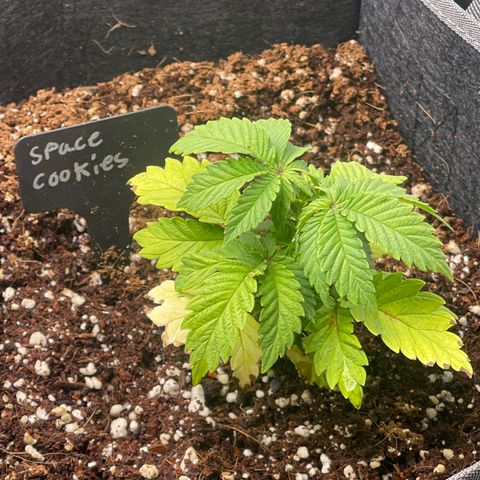 Space Cookies growlog timeline photo