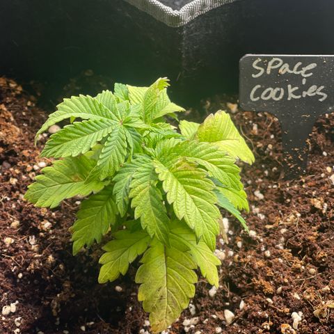 Space Cookies growlog timeline photo