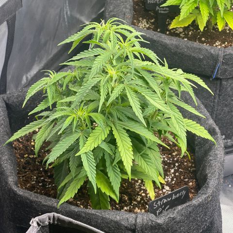 Strawberry Pie growlog timeline photo