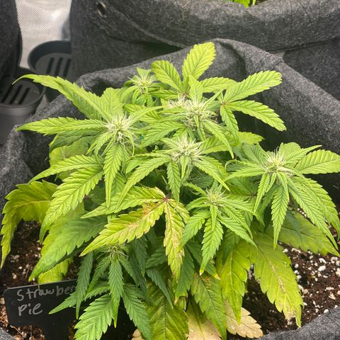 Strawberry Pie growlog timeline photo