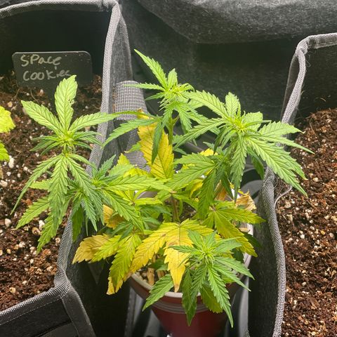 Strawberry Pie growlog timeline photo