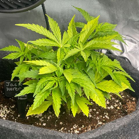 Jack Herer Auto growlog timeline photo