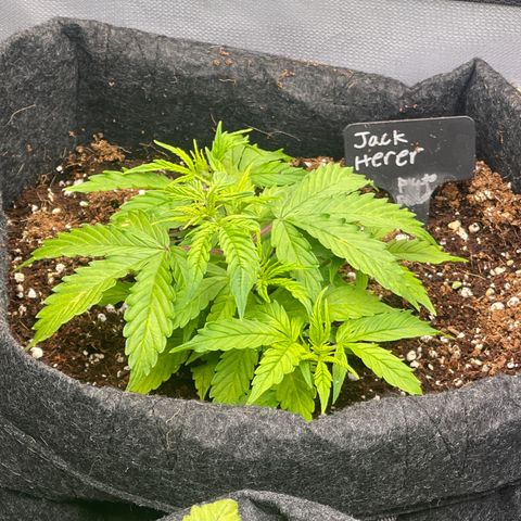 Jack Herer Auto growlog timeline photo