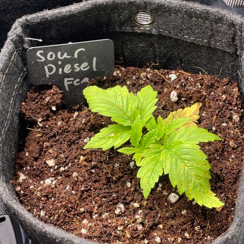 Sour Diesel #2 growlog timeline photo