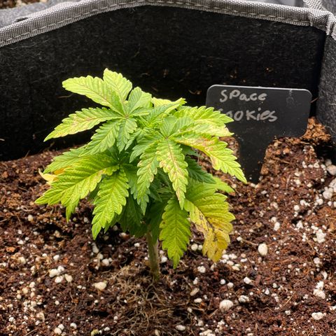 Space Cookies growlog timeline photo