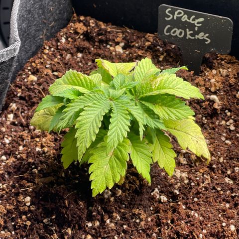 Space Cookies growlog timeline photo