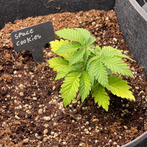 Space Cookies growlog timeline photo