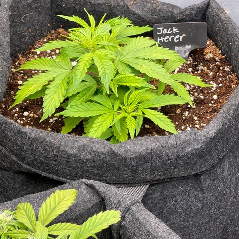 Jack Herer Auto growlog timeline photo