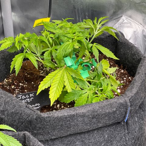 Jack Herer Auto growlog timeline photo