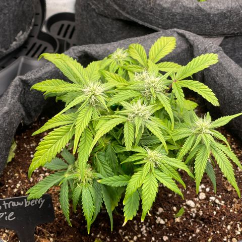 Strawberry Pie growlog timeline photo