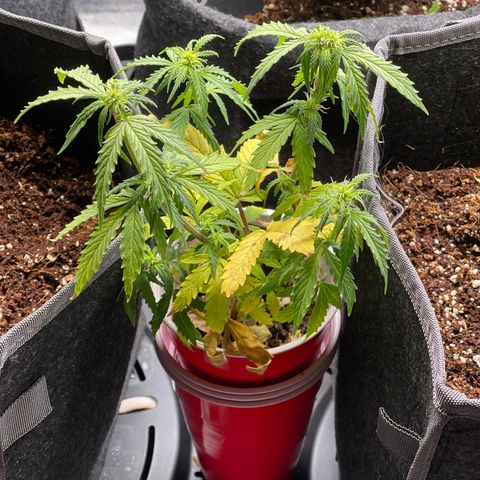 Strawberry Pie growlog timeline photo