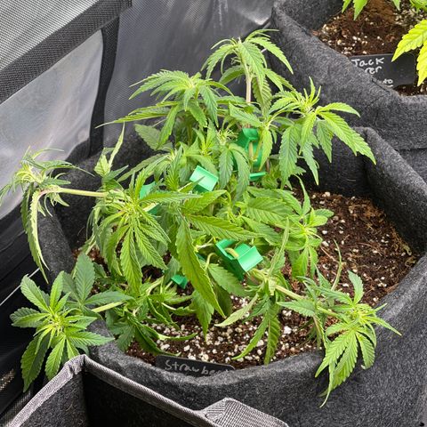 Strawberry Pie growlog timeline photo
